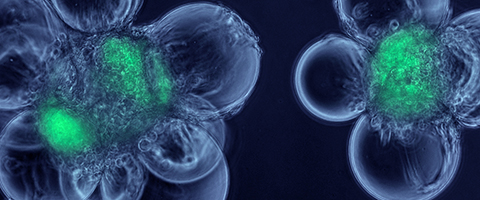 life sciences market